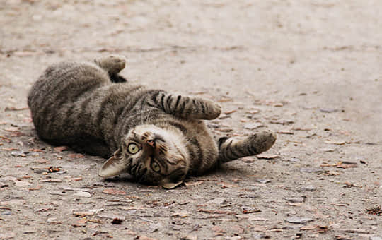 撒娇八连是哪几句