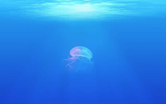 海洋中存在会发光的生物吗.jpg