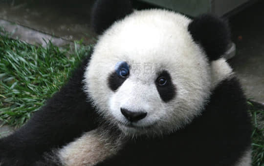 大熊猫是几级保护动物.jpg