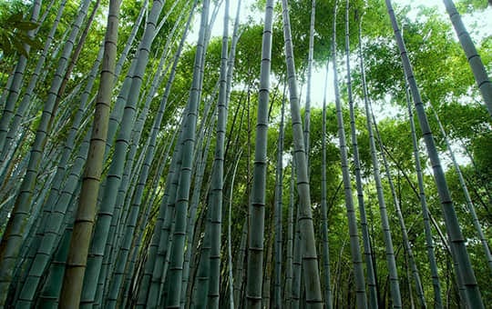 竹子是草还是树.jpg