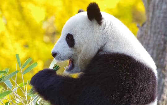大熊猫是猫吗.jpg